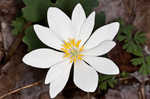 Bloodroot